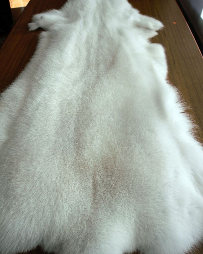 Piel de zorro polar