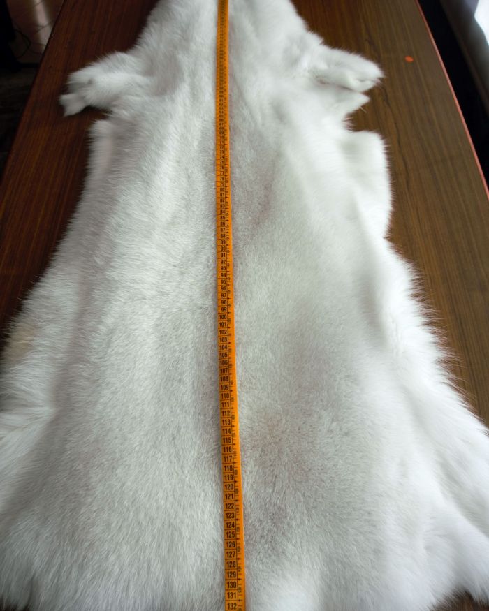 Piel de zorro polar