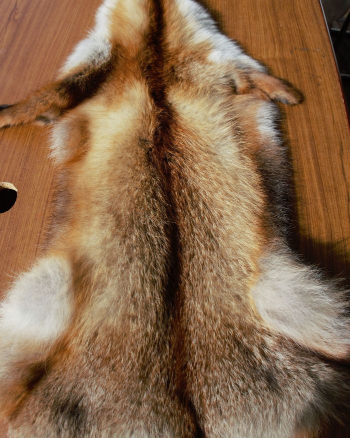 Piel zorro red fox