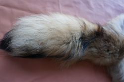 Colas mapache finnraccoon