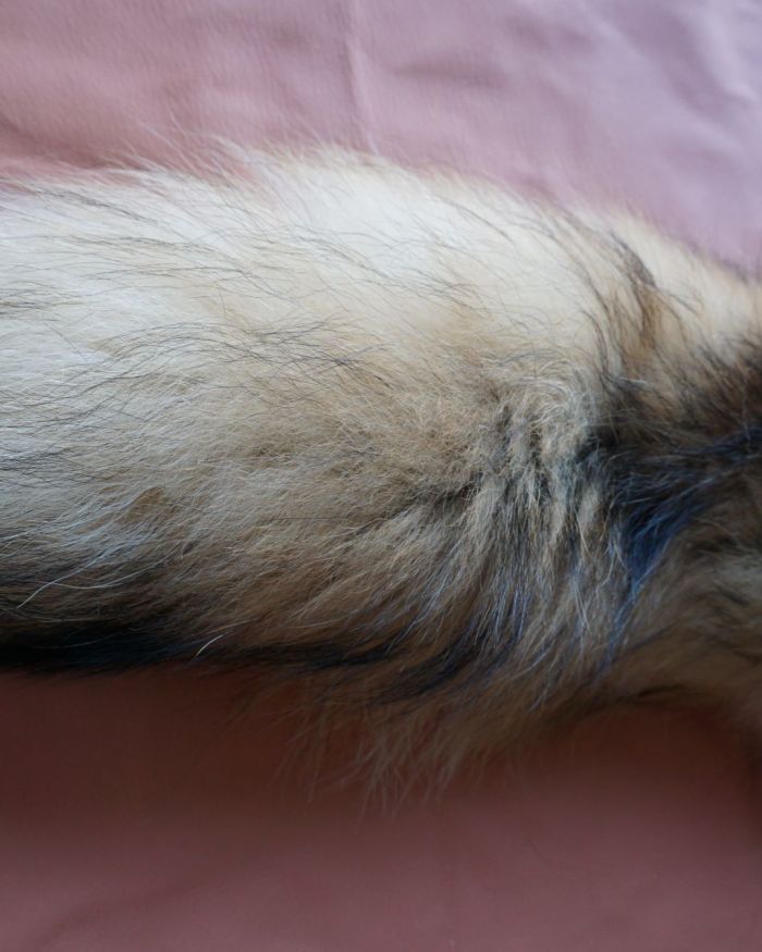 Colas Mapache finn raccoon