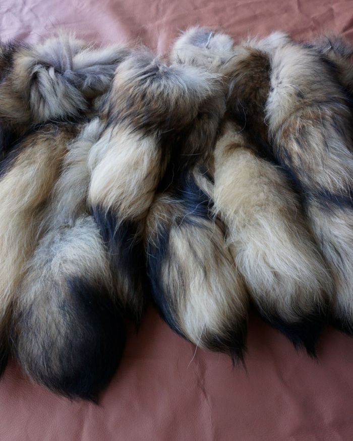 Colas Mapache finn raccoon