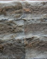 Banda de conejo pardo