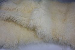 Banda cordero tíbet