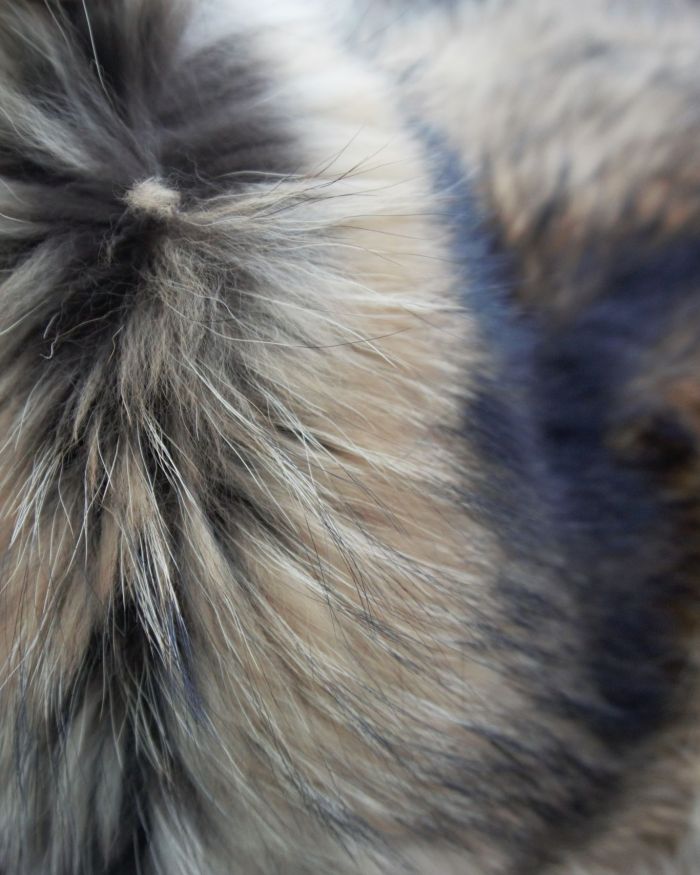 Piel de  mapache finnraccoon